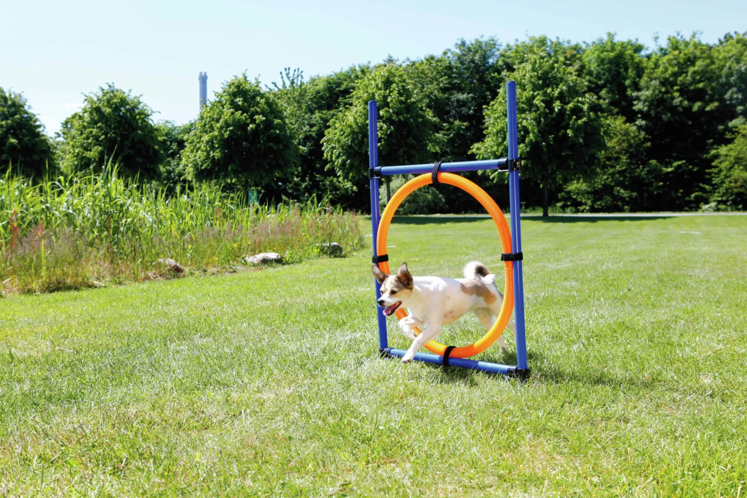 Agility Ring Hopphinder Svart/Orange 78x65x115cm>Trixie Outlet