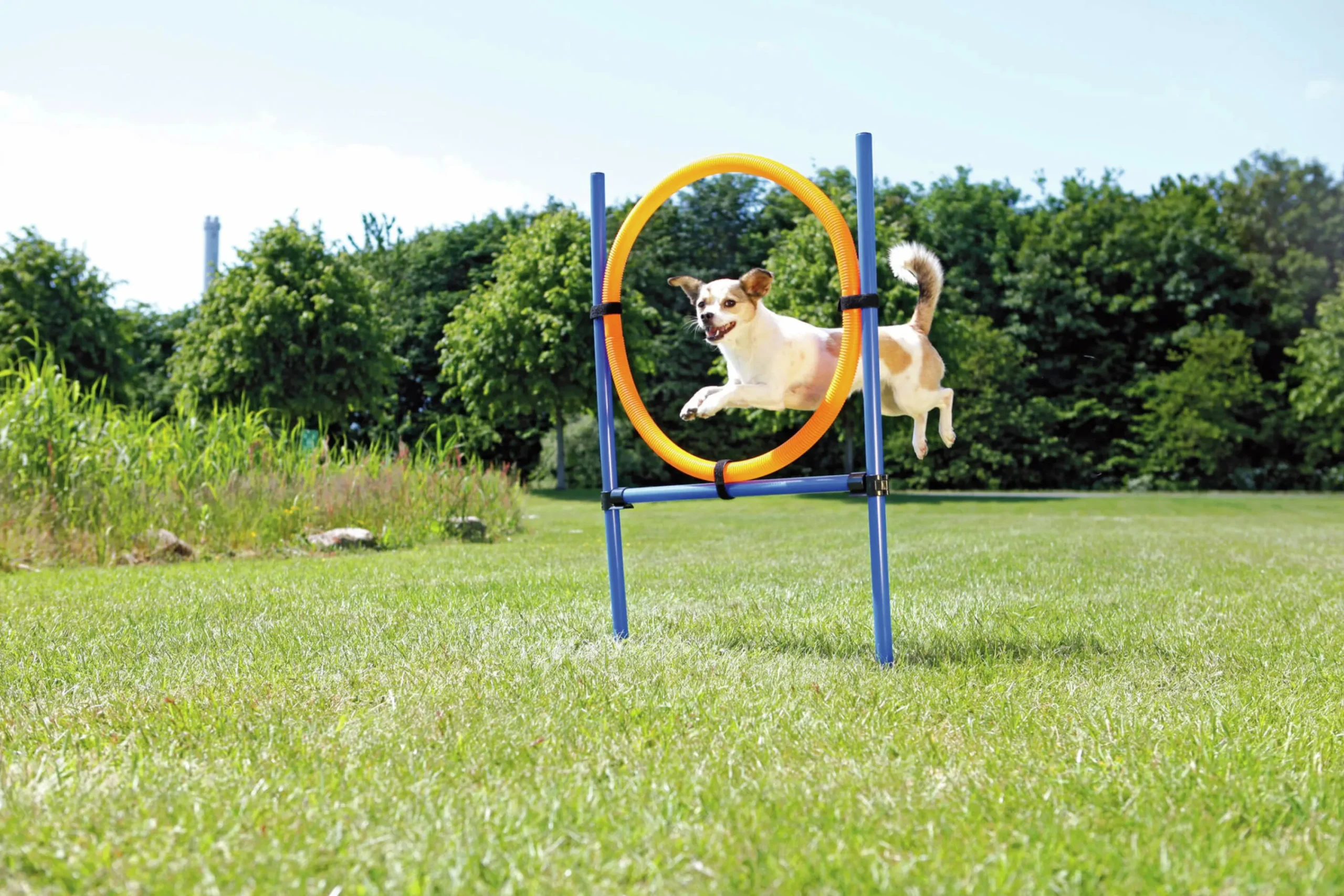 Agility Ring Hopphinder Svart/Orange 78x65x115cm>Trixie Outlet