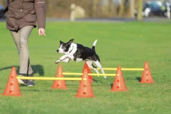 Agility Hinder set Hopphinder Orange 3-p>Trixie Discount