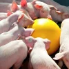 Aktivitetsboll Antistress hårdplast 300mm>Kerbl Best