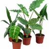 Alocasia Mix 17cm kruka>Mäster Grön New