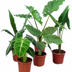 Alocasia Mix 17cm kruka>Mäster Grön New