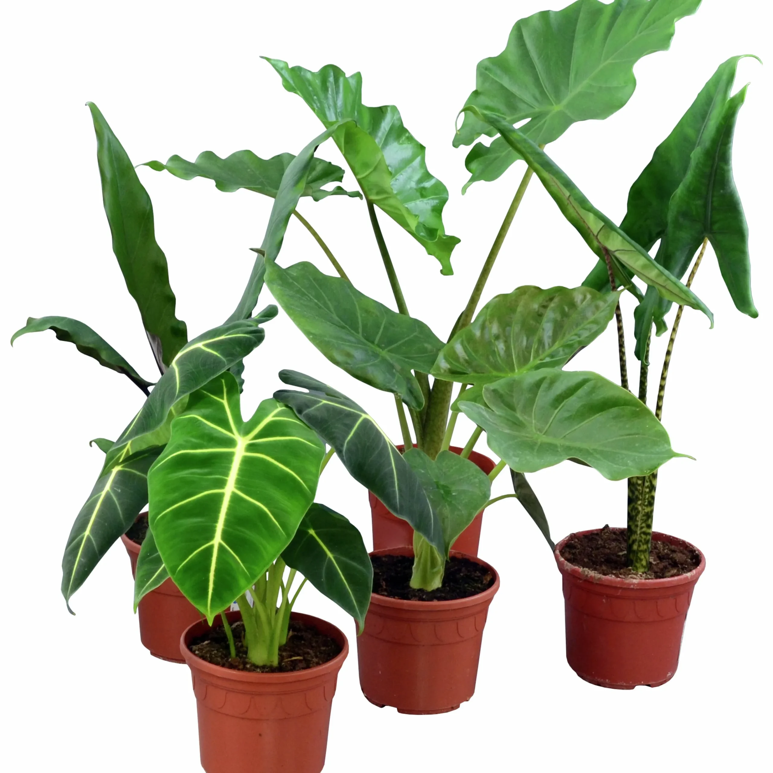 Alocasia Mix 17cm kruka>Mäster Grön New