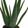 Aloe Vera i 10,5cm kruka>Mäster Grön