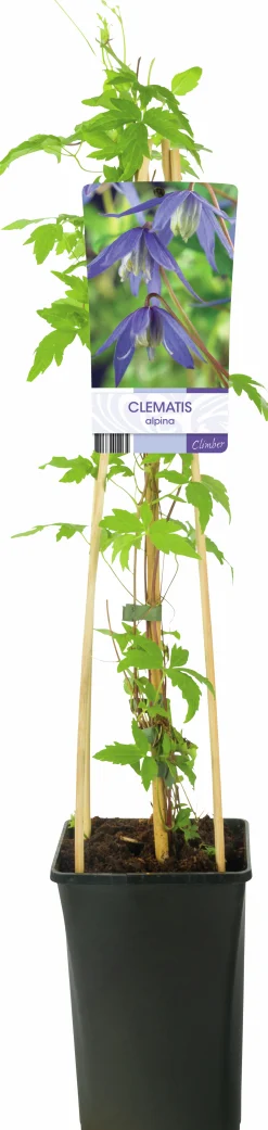 Alpklematis blå>Omnia garden Discount