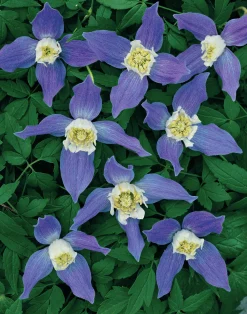 Alpklematis blå><noscript><img width=
