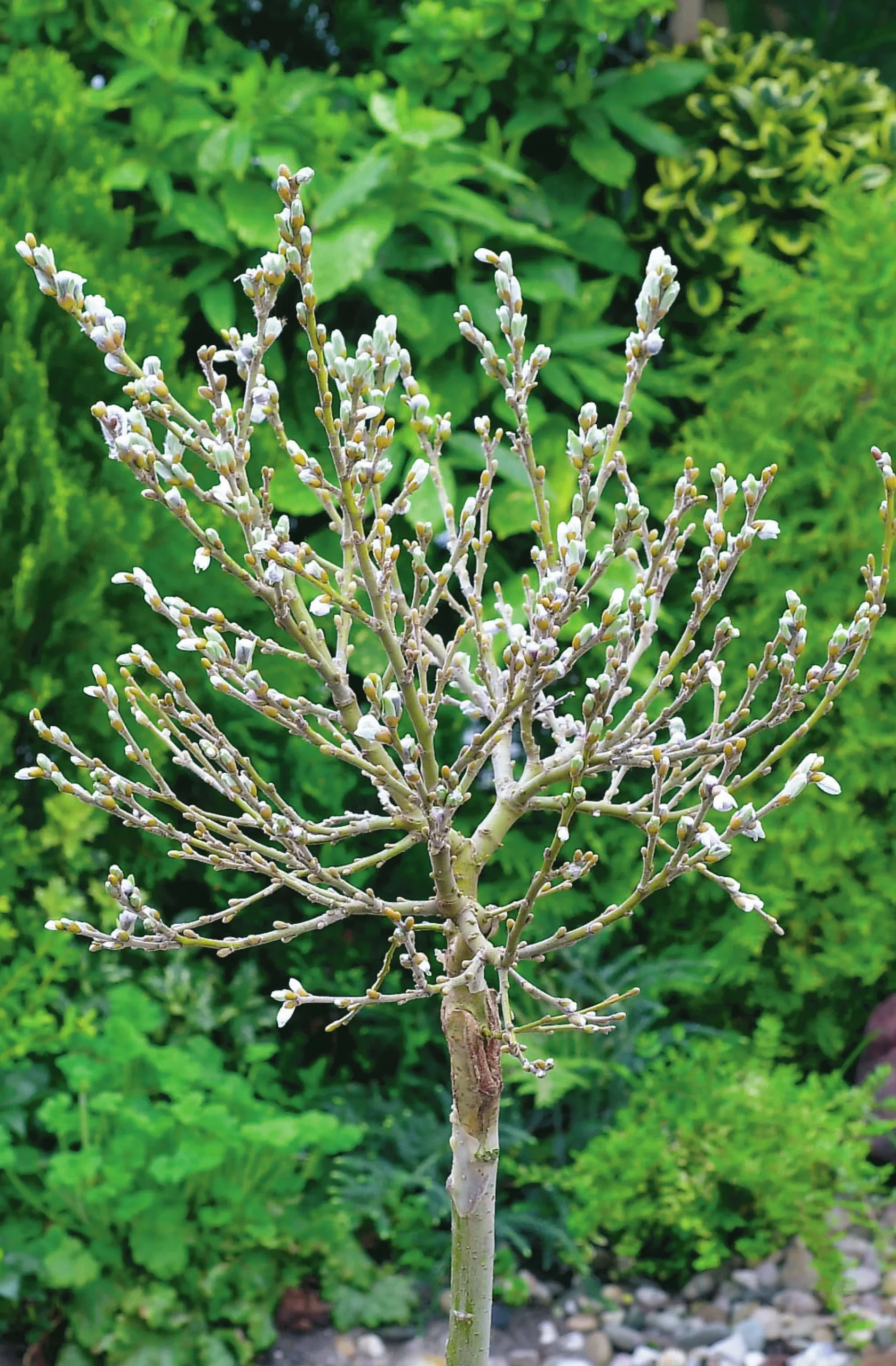 Alpvide Uppstammad>Omnia garden