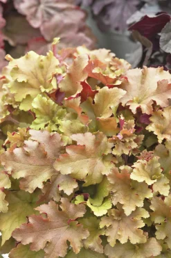 Alunrot 'Marmelade'>Omnia garden New