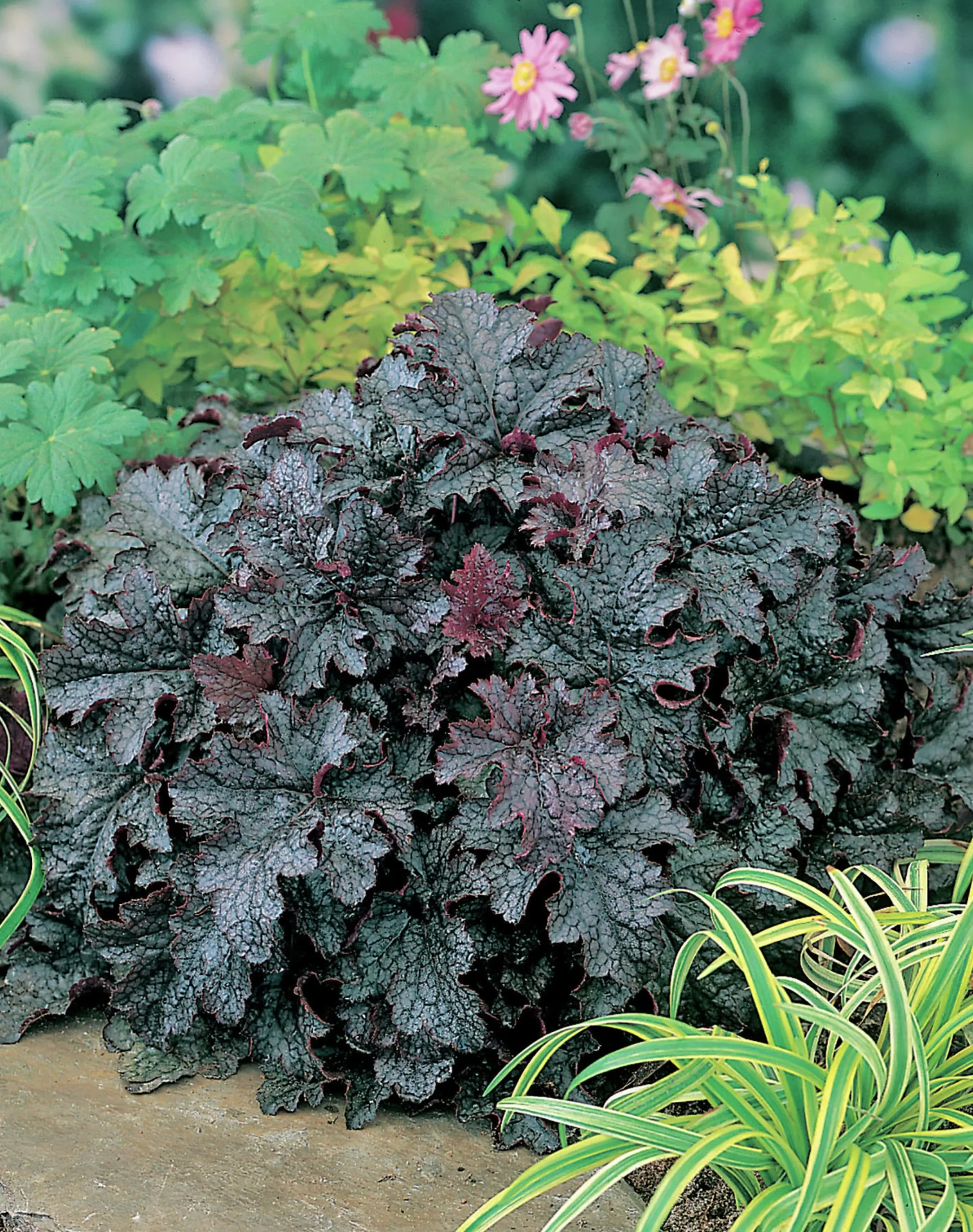 Alunrot 'Plum Pudding'>Omnia garden Outlet