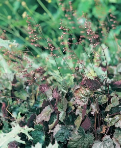 Alunrot 'Rachel'>Omnia garden New
