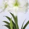 Amaryllislök Casablanca Jumbo Vit>Nelson Garden New