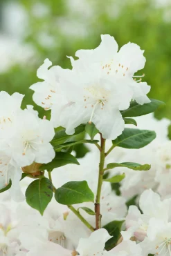 Amerikansk Alpros 'Dora Amateis'>Omnia garden Best