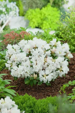 Amerikansk Alpros 'Dora Amateis'>Omnia garden Best