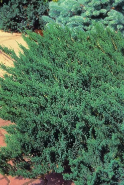 Amerikansk Kryp-en 'Blue Chip'>Omnia garden Hot