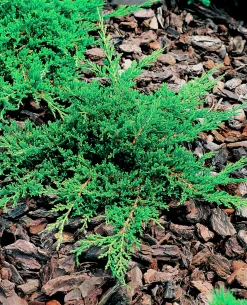 Amerikansk Kryp-en 'Prince of Wales'>Omnia garden Outlet