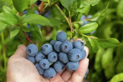 Amerikanskt blåbär 'Alfred'>Omnia garden
