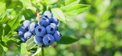Amerikanskt Blåbär 'Northland'>Omnia garden Best