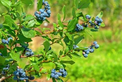 Amerikanskt Blåbär 'Northland'>Omnia garden Best