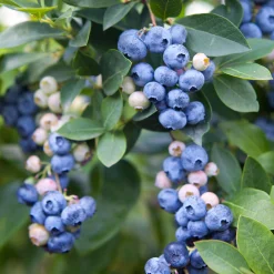 Amerikanskt blåbär 'Olle'>Omnia garden