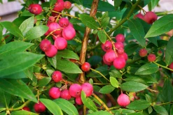 Amerikanskt blåbär 'Pink Lemonade'>Omnia garden