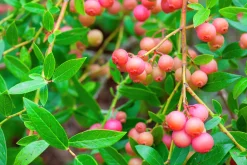 Amerikanskt blåbär 'Pink Lemonade'><noscript><img width=
