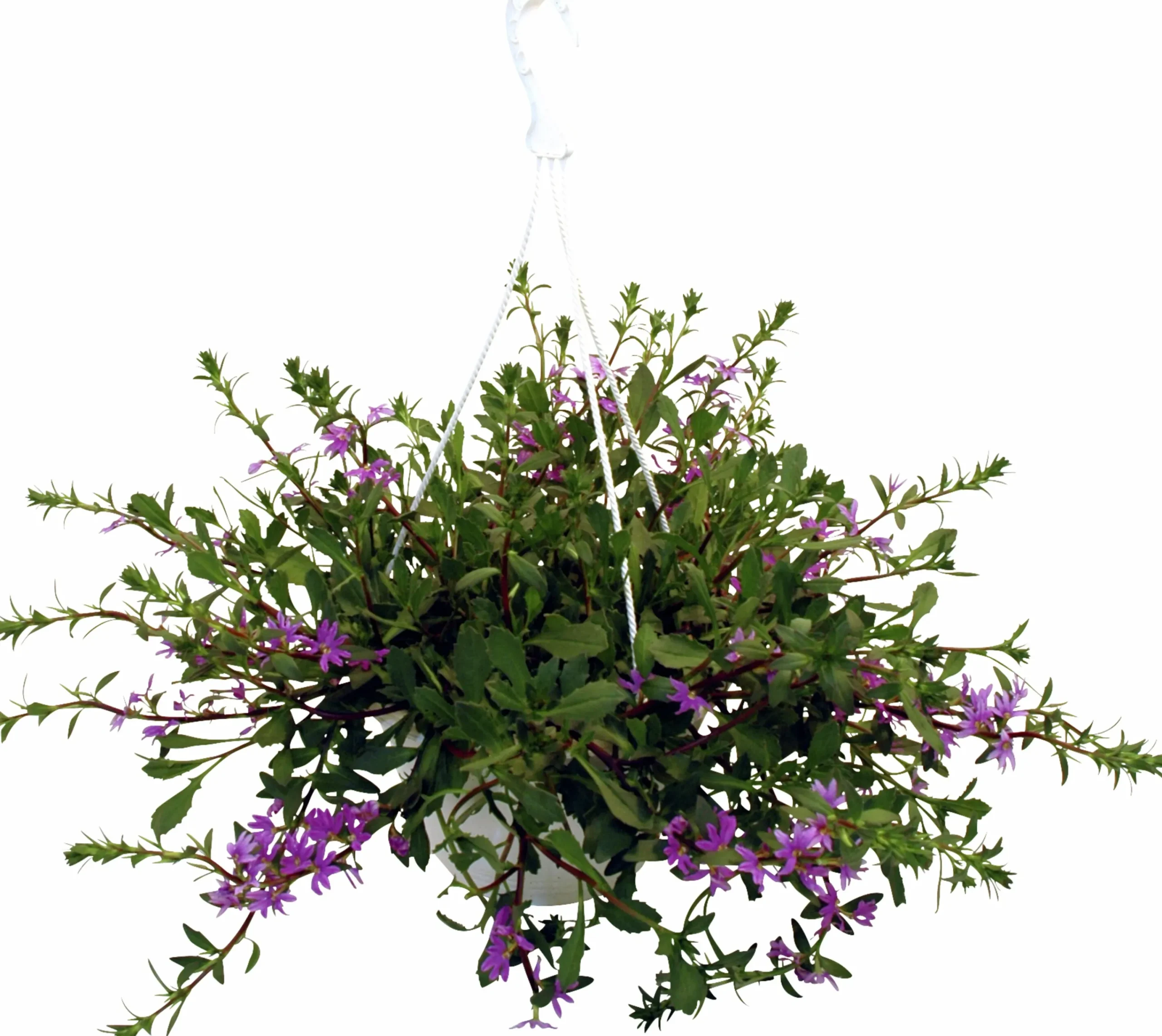 Ampel Blommande Rena sorter>Mäster Grön