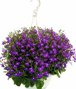 Ampel Blommande Rena sorter><noscript><img width=