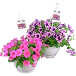 Ampel Blommande Rena sorter><noscript><img width=