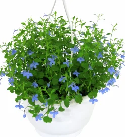 Ampel Blommande Rena sorter><noscript><img width=