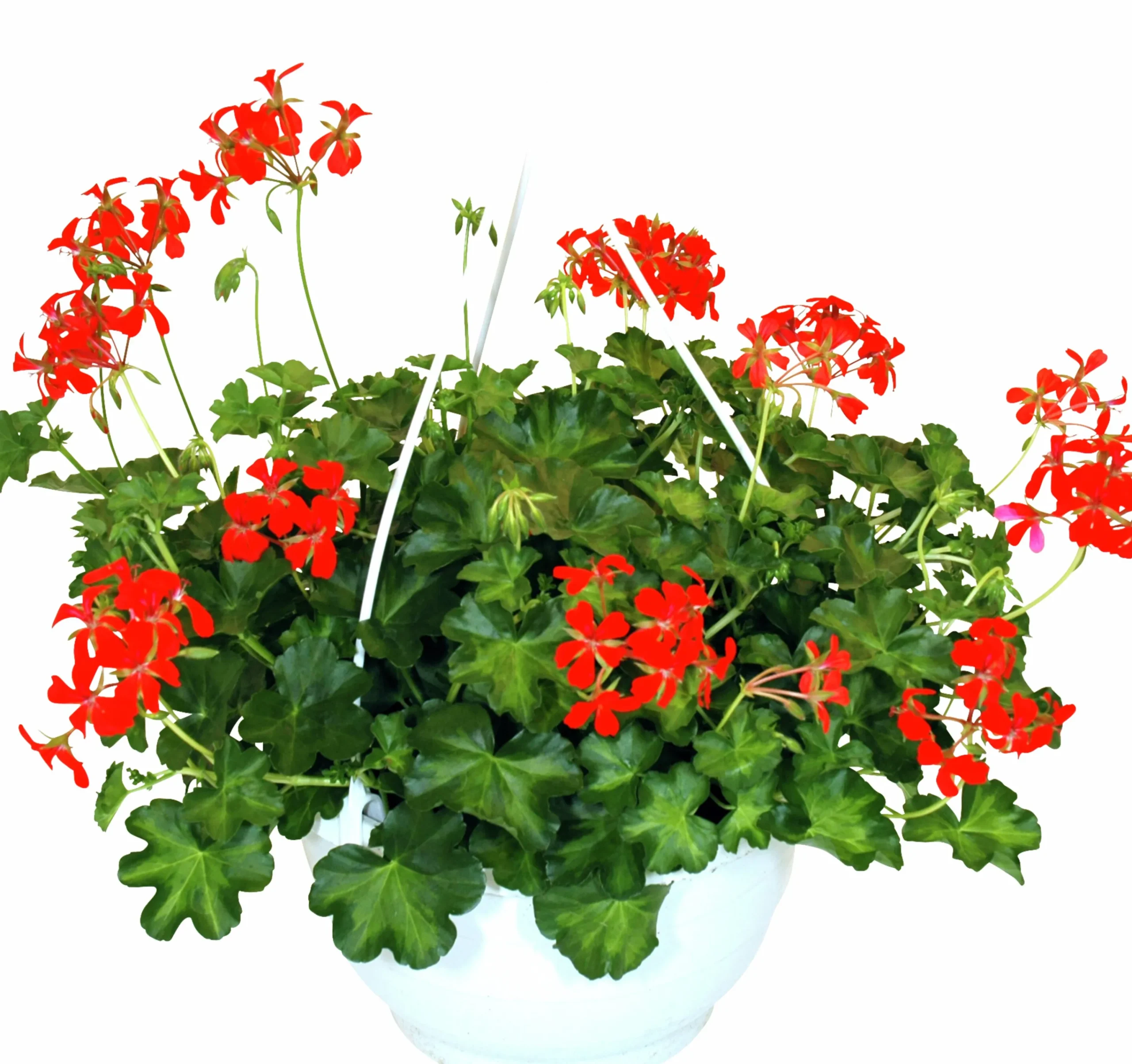 Ampel Blommande Rena sorter>Mäster Grön