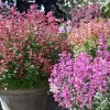 Anisisop/Kolibrimynta Mexikansk Mix 13Cm>Mäster Grön Online