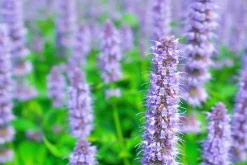 Anisört 'Blue Fortune'>Omnia garden Best