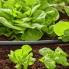 Anläggningsrör MicroDrip 1/2" 50m>Gardena Online