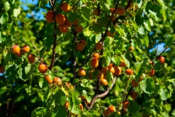 Aprikos 'Hargrand'>Omnia garden