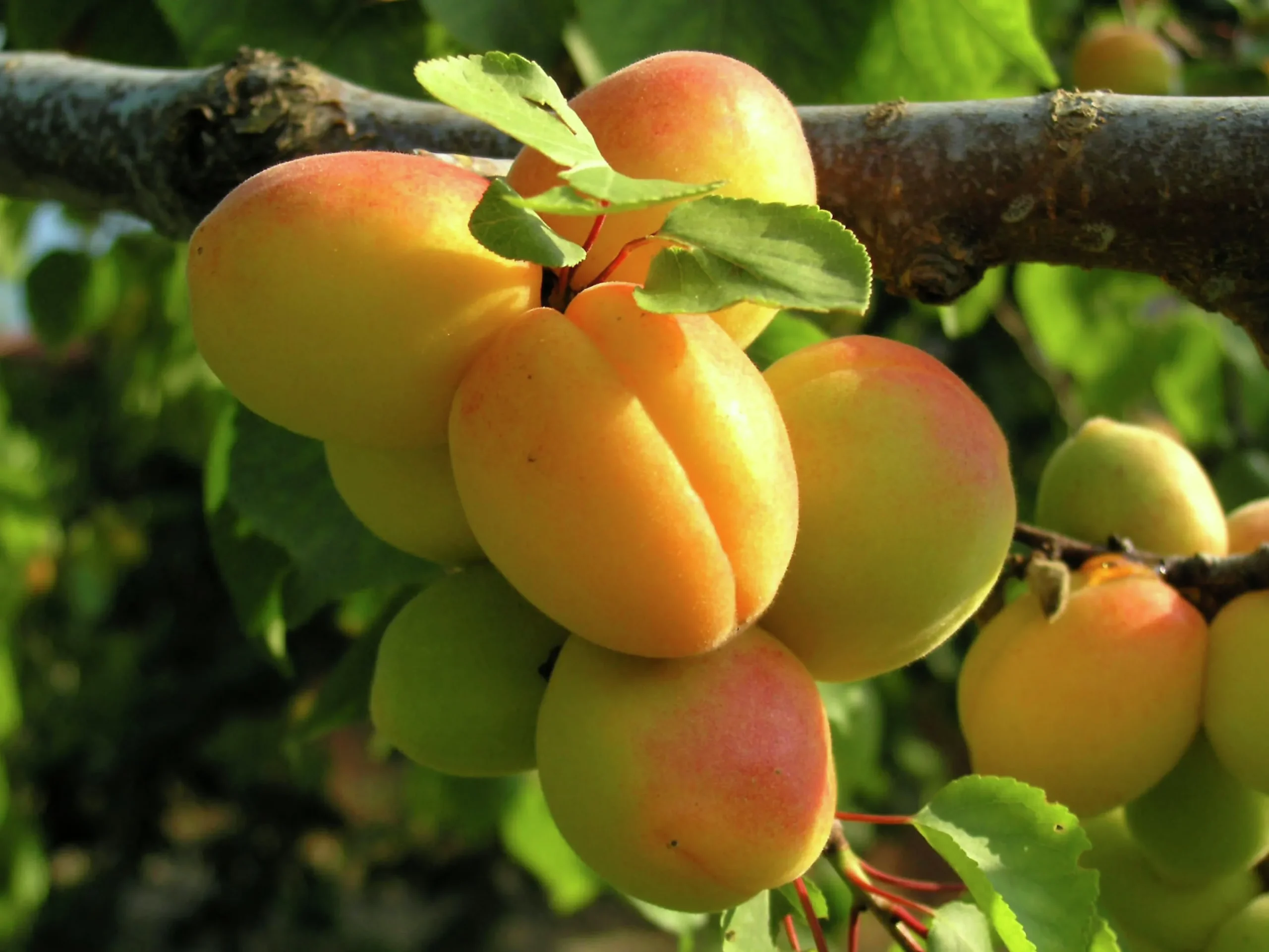 Aprikos 'Hargrand'>Omnia garden