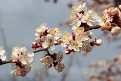 Aprikos 'Nancy' Krukodlad>Omnia garden
