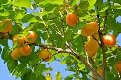 Aprikos 'Tros Oranje' Krukodlad>Omnia garden Hot