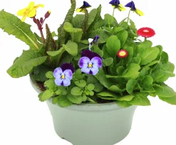 Arrangemang Vårväxter "Spring Break" 23cm>Danblumen Discount