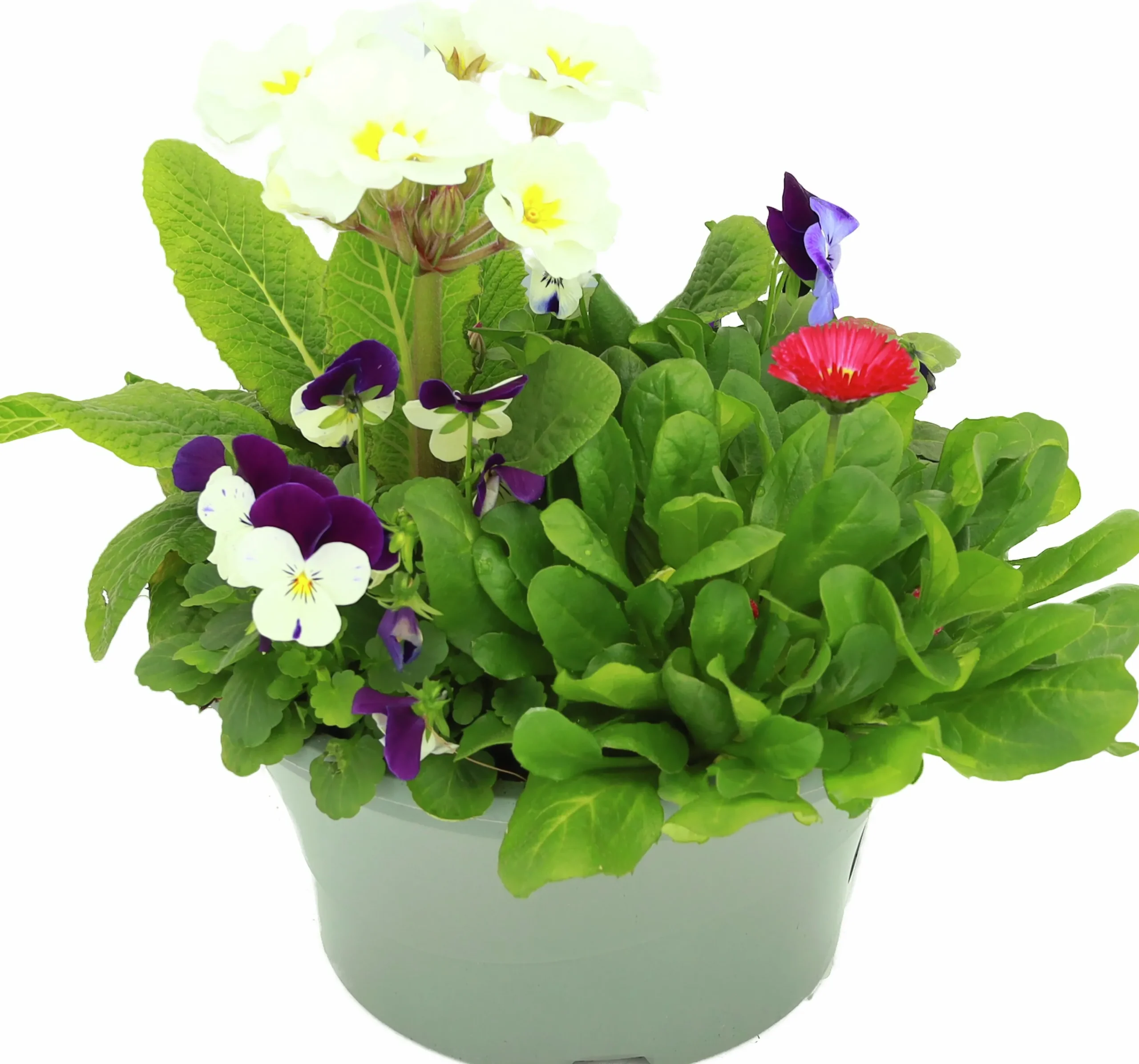 Arrangemang Vårväxter "Spring Break" 23cm>Danblumen Discount