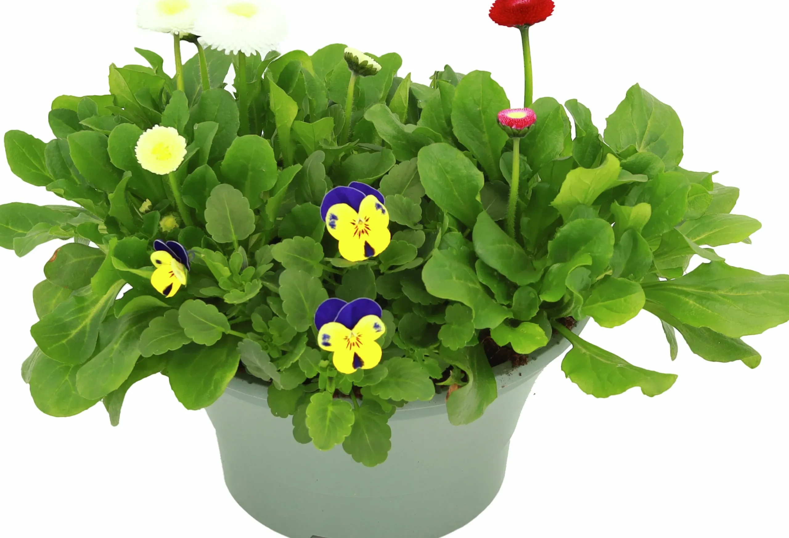 Arrangemang Vårväxter "Spring Break" 23cm>Danblumen Discount