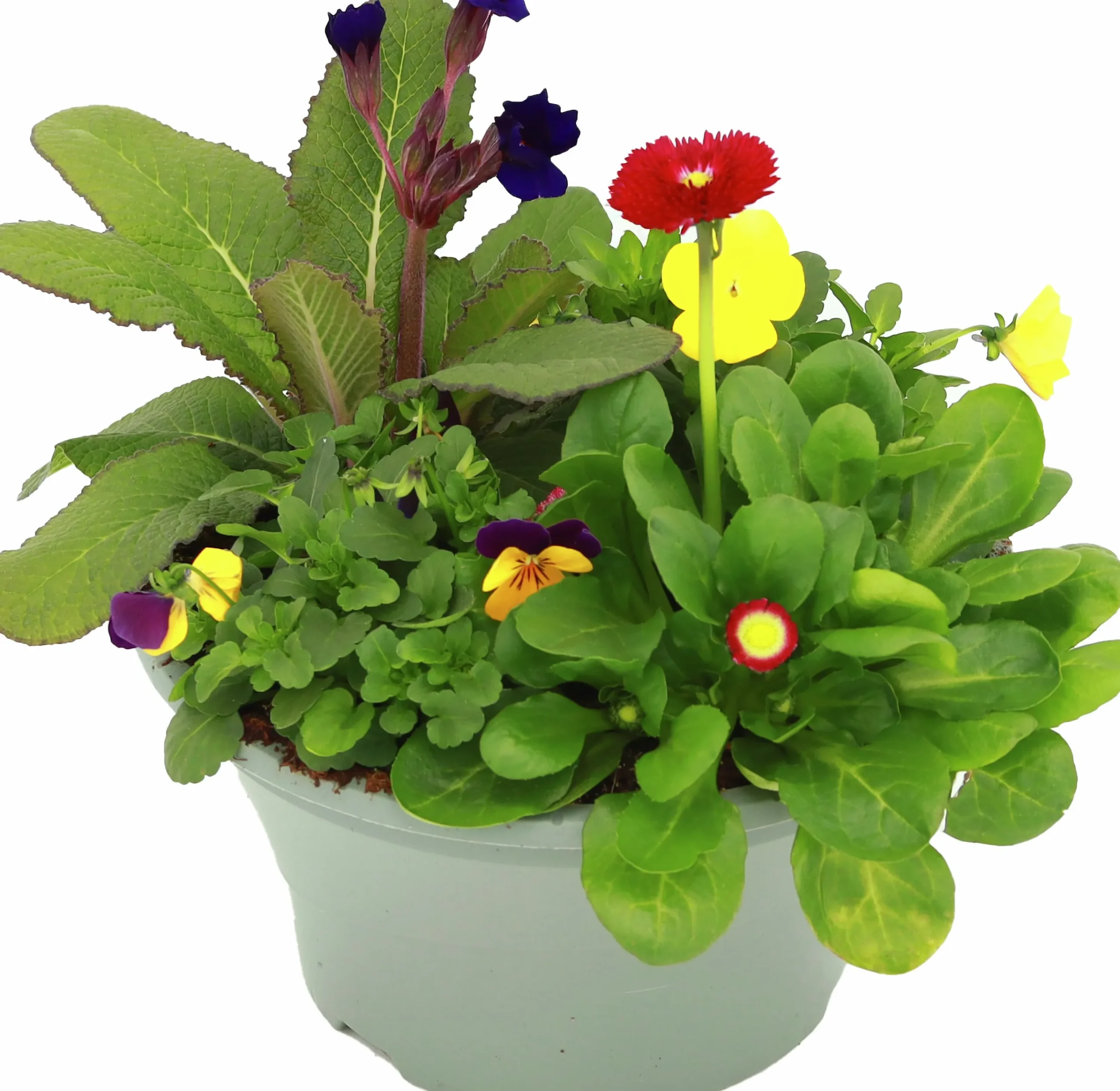 Arrangemang Vårväxter "Spring Break" 23cm>Danblumen Discount