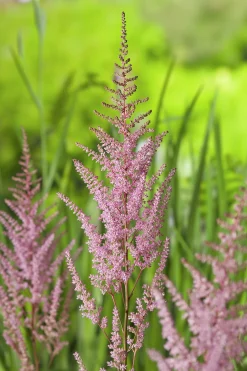 Astilbe 'Arendsii Erika'>Omnia garden New