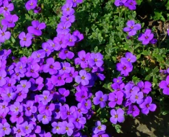 Aubrieta 'Blaumeise'>Omnia garden Sale