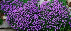 Aubrieta 'Blaumeise'>Omnia garden Sale