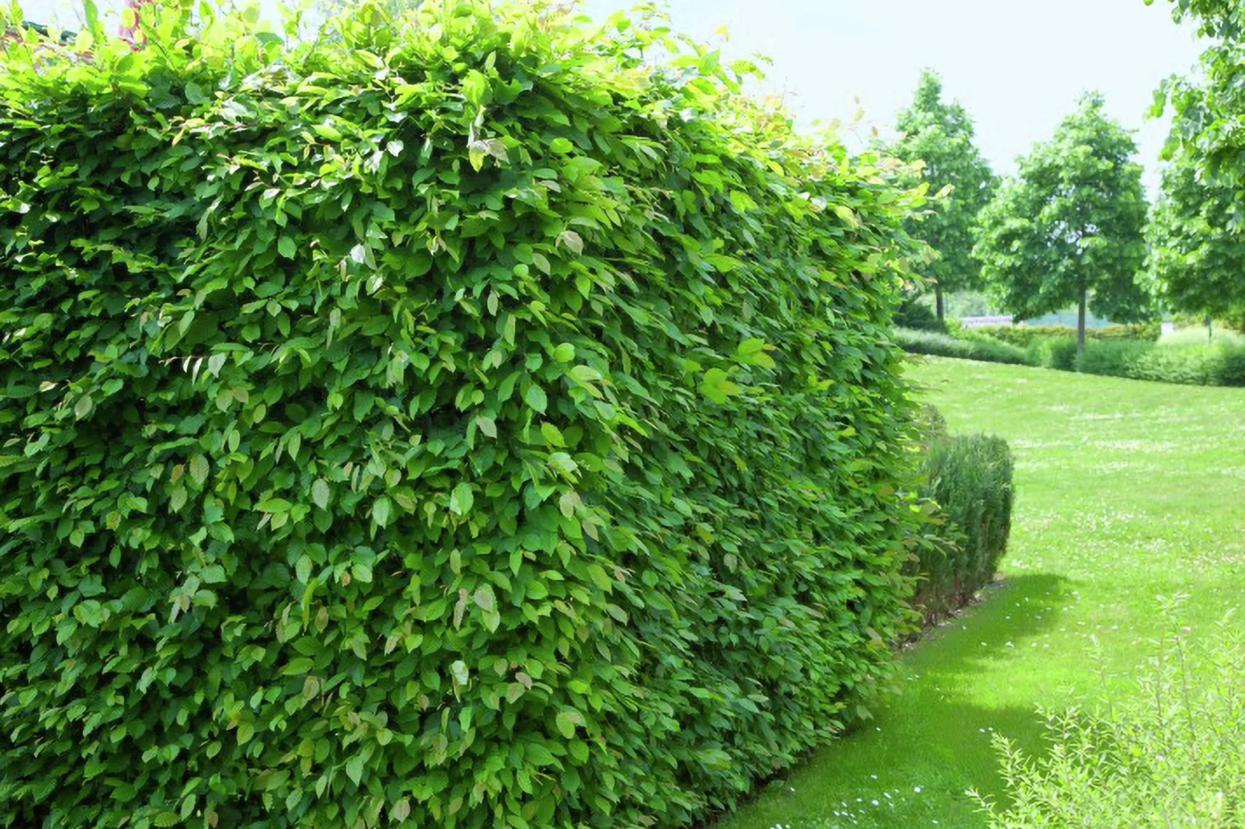 Avenbok 60-100cm Barrotad>Omnia garden Discount