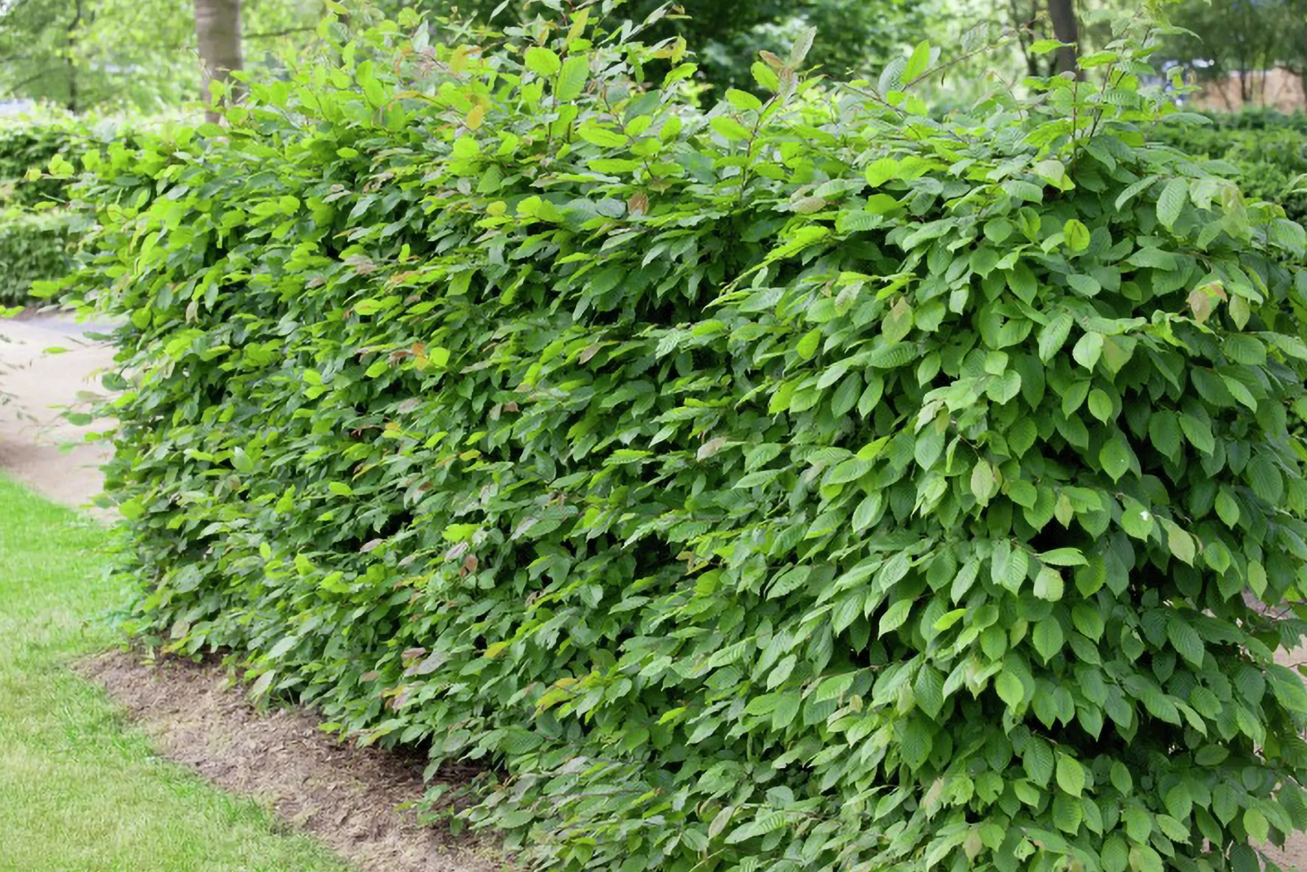 Avenbok Goliath 125-150cm Barrotad>Omnia garden