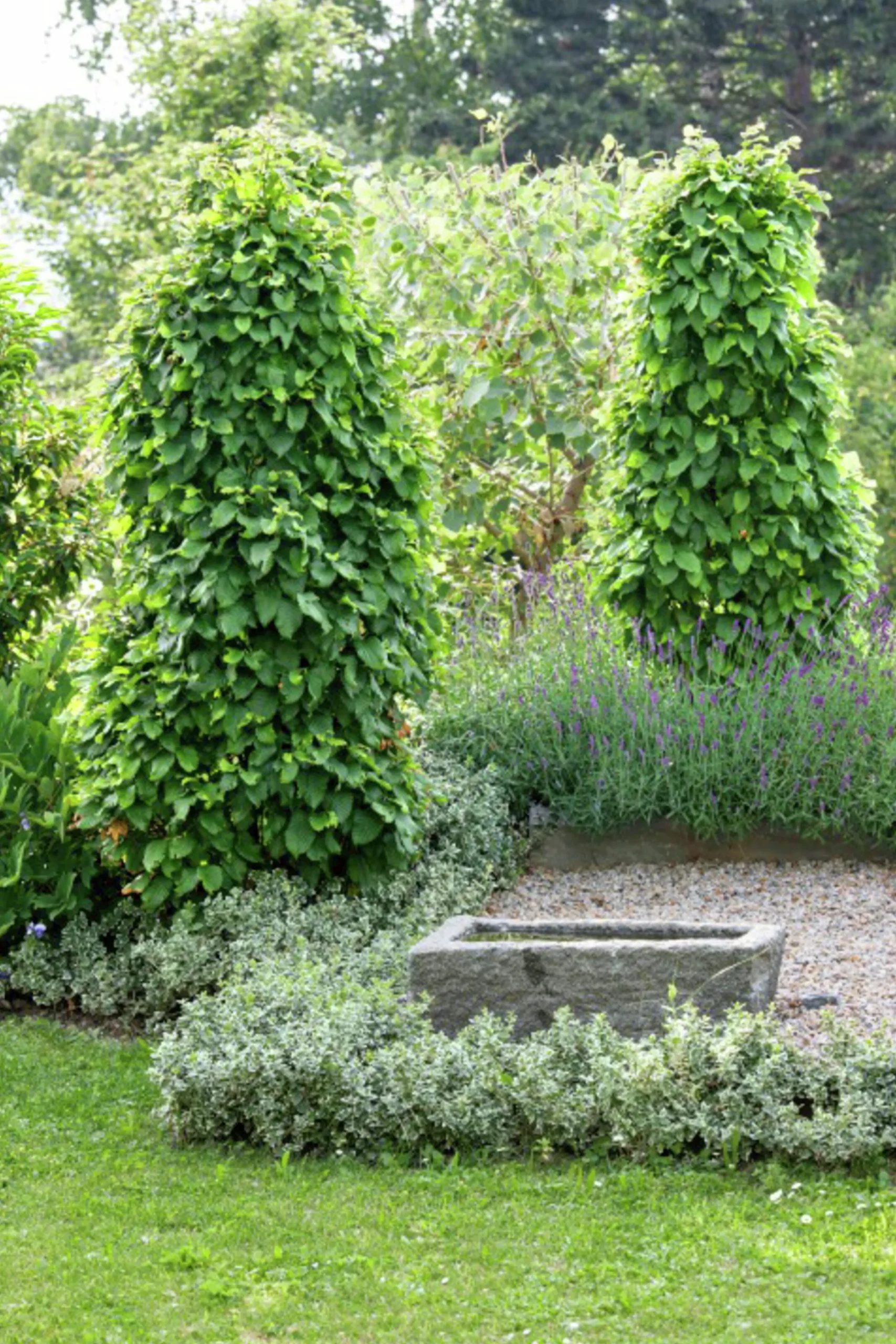 Avenbok Goliath 125-150cm Barrotad>Omnia garden
