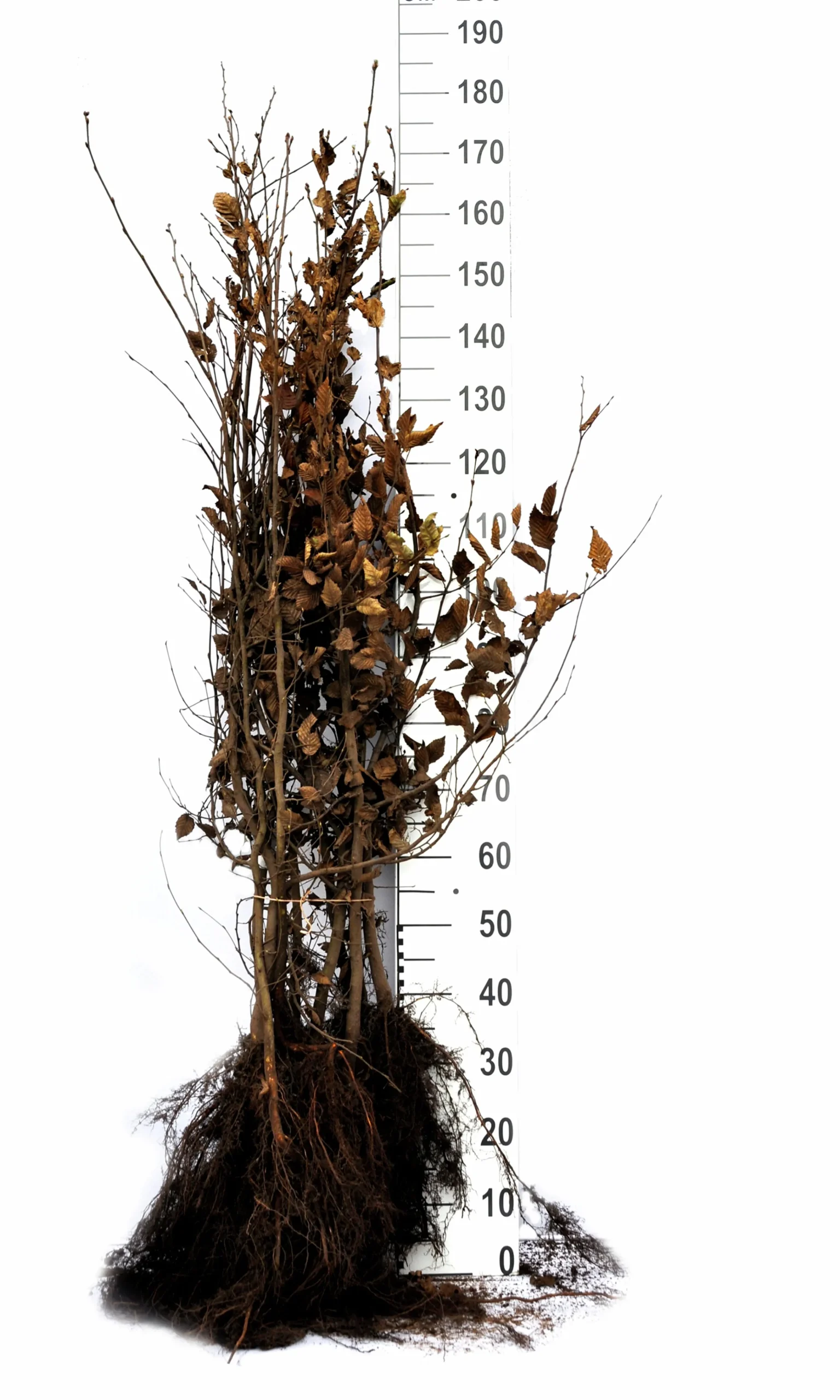 Avenbok Goliath 125-150cm Barrotad>Omnia garden