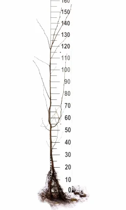 Avenbok Goliath 125-150cm Barrotad><noscript><img width=