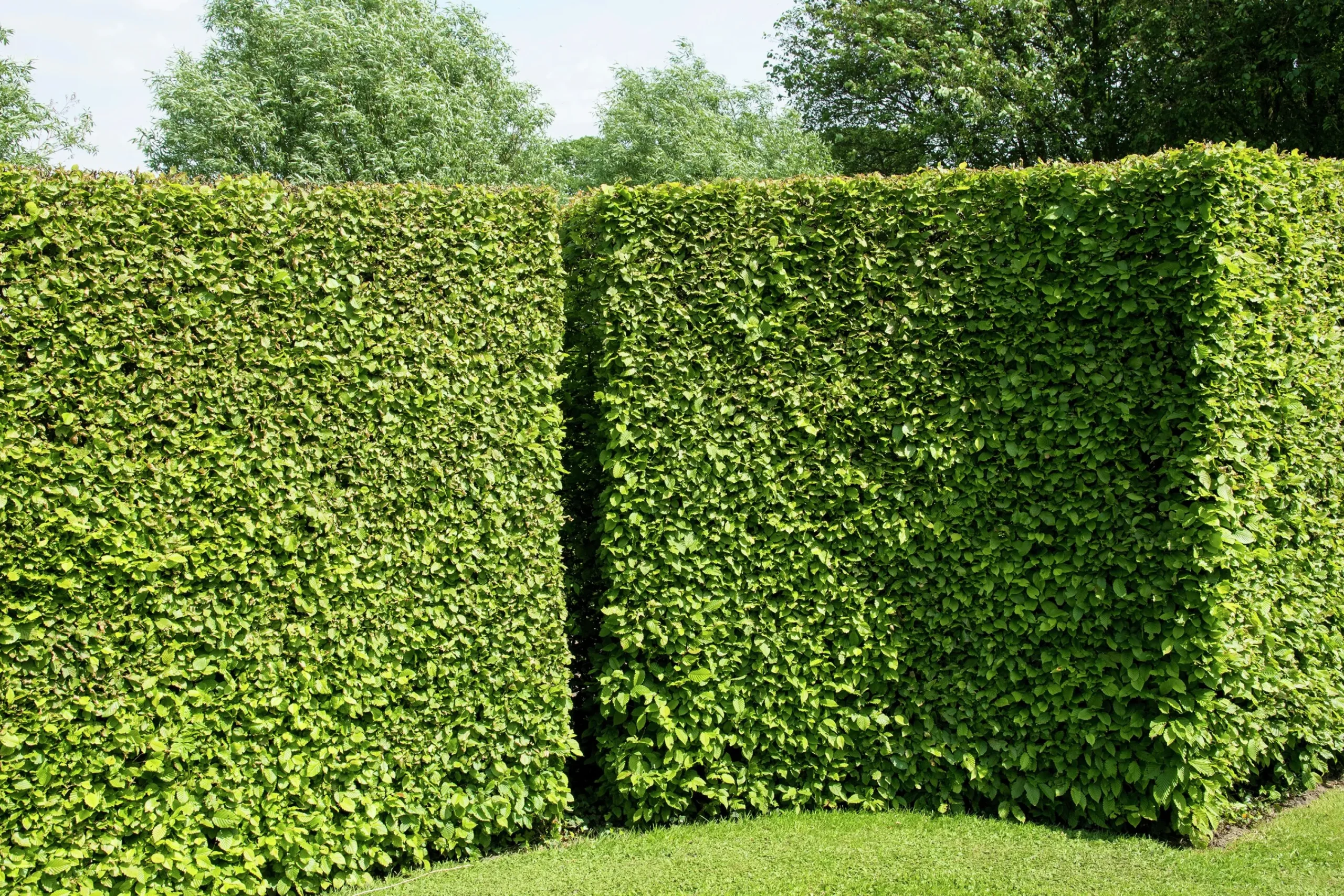 Avenbok Goliath 125-150cm Barrotad>Omnia garden